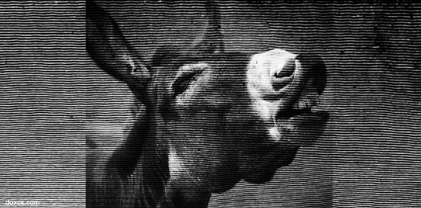 Reflection on Balaam’s&nbsp;Praise